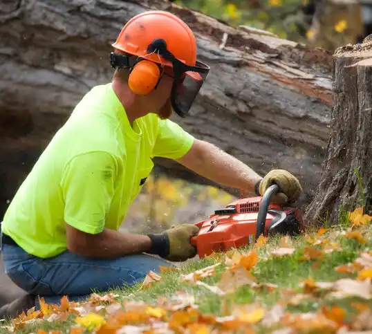 tree services Greeley Center